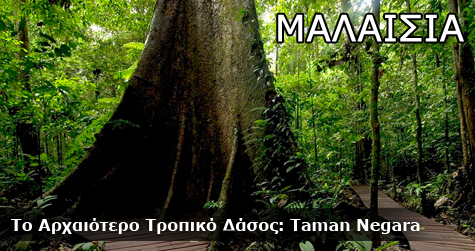 Το Αρχαιότερο Τροπικό Δάσος του κόσμου: Taman Negara (Μαλαισία)